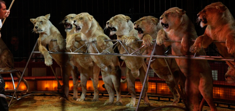 Animales en un espéctaculo circense